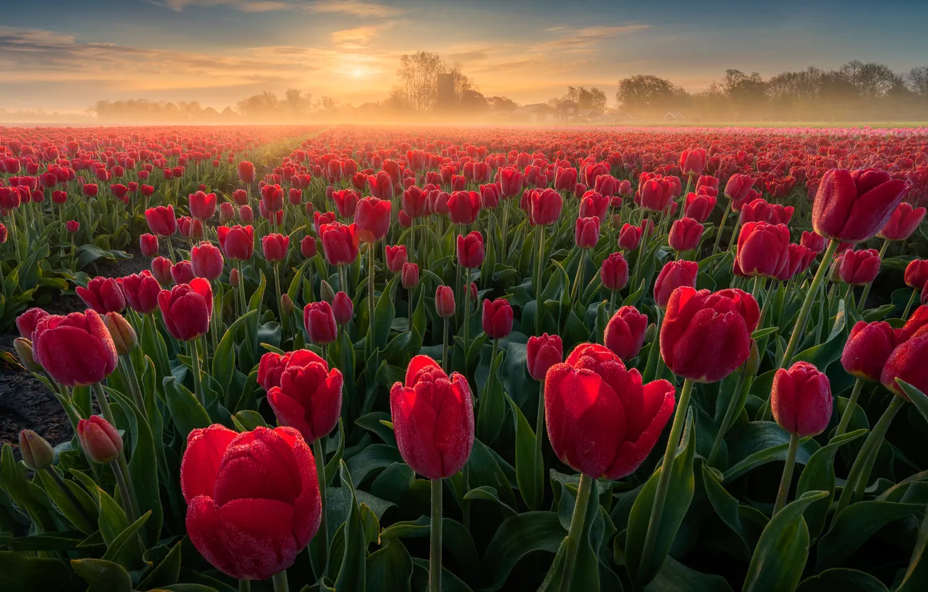 Photo wallpaper field, flowers, red, fog, dawn, morning, tulips, Netherlands