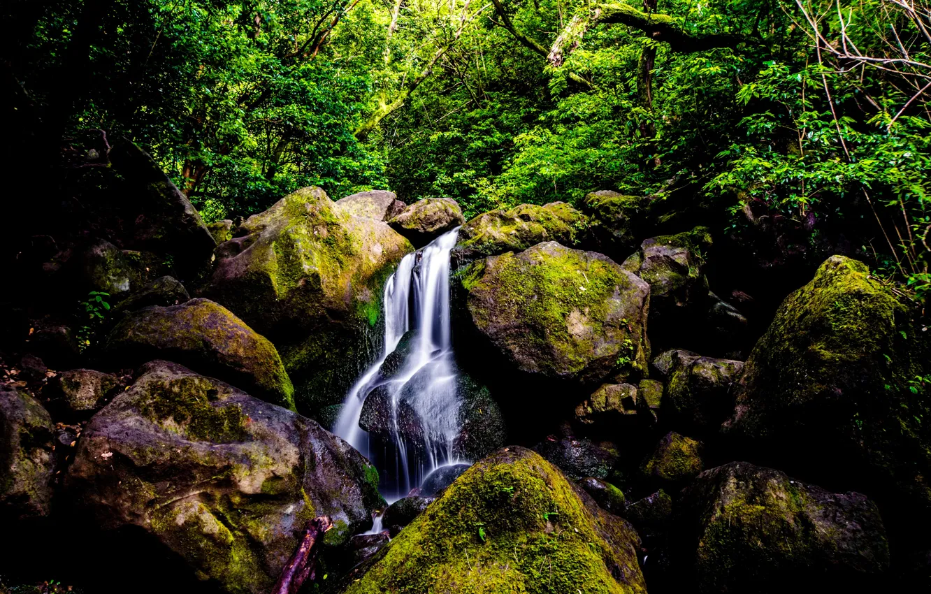 Photo wallpaper greens, forest, trees, stream, stones, waterfall, moss, jungle