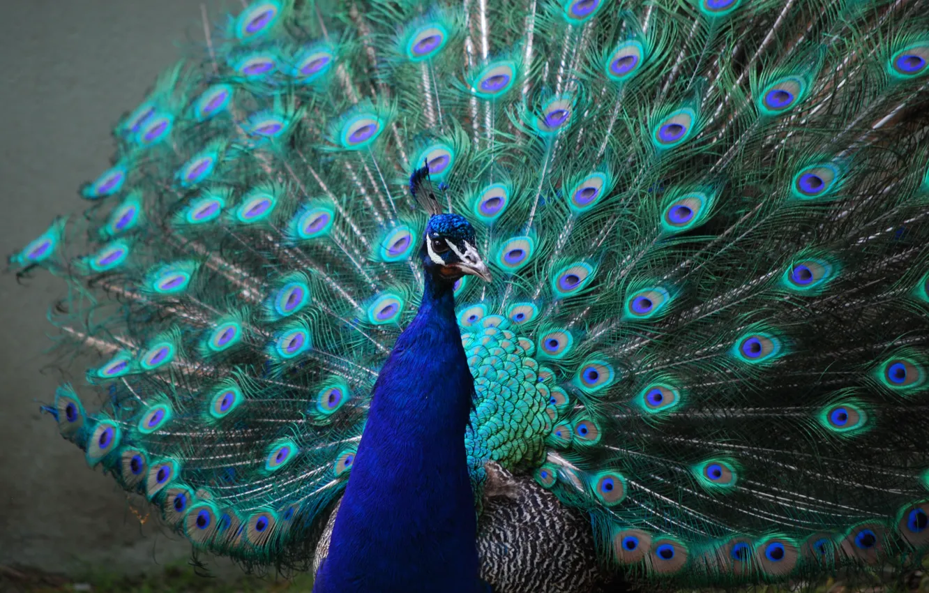 Photo wallpaper bird, tail, peacock, tail