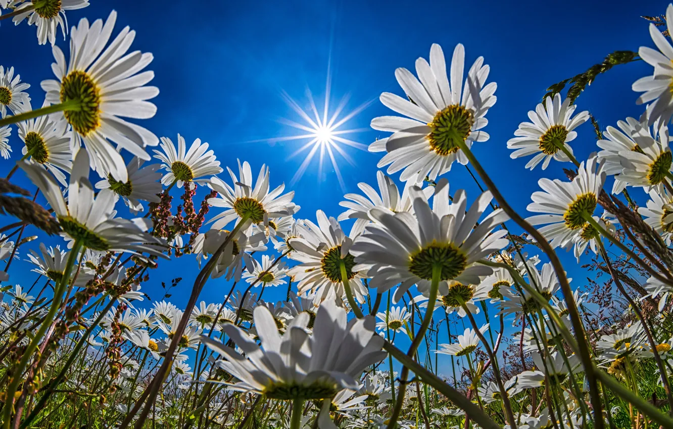 Photo wallpaper field, flowers, chamomile, white, a lot, blue sky, chamomile field