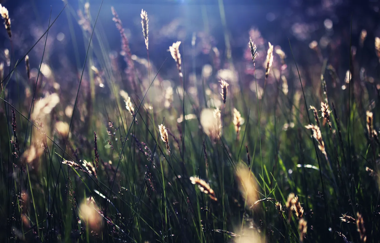 Photo wallpaper summer, grass, the sun, rays, nature