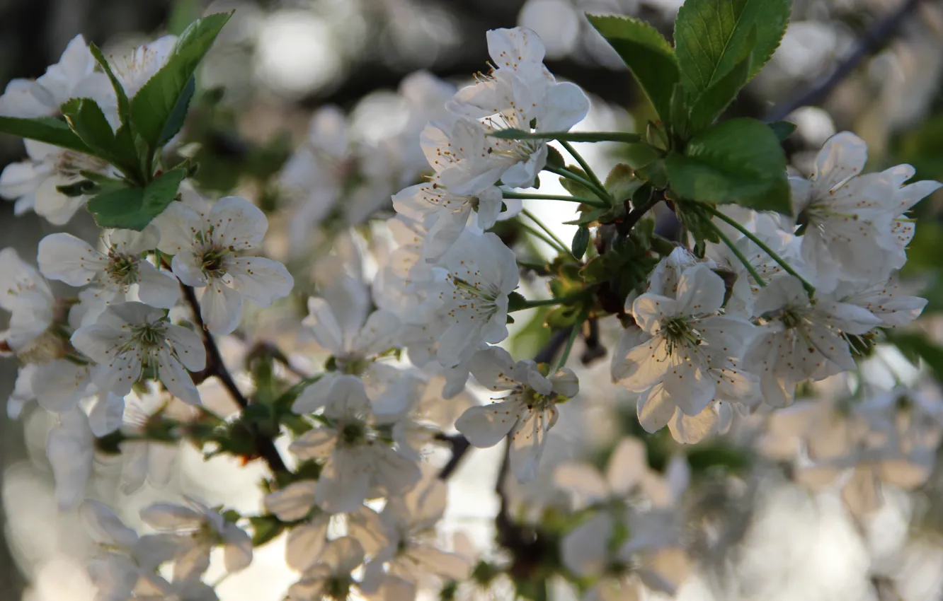 Photo wallpaper nature, spring, cherry blossoms