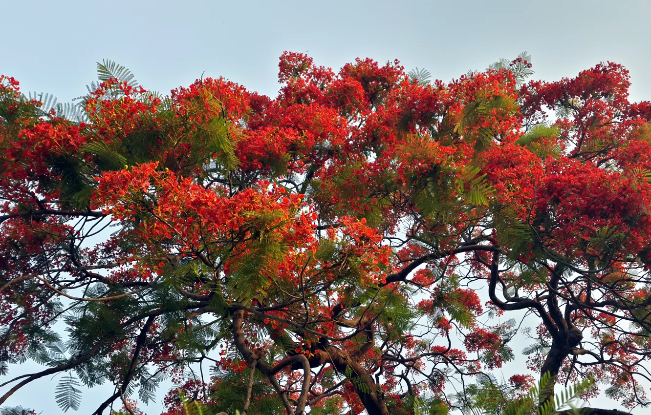 Photo wallpaper red, flowers, spring, SUHART
