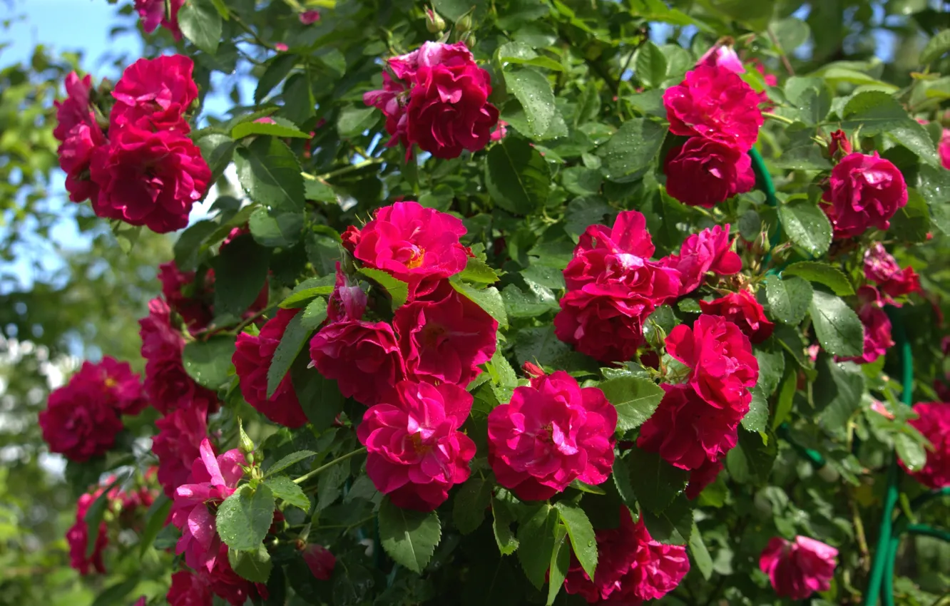 Photo wallpaper roses, the bushes, raspberry