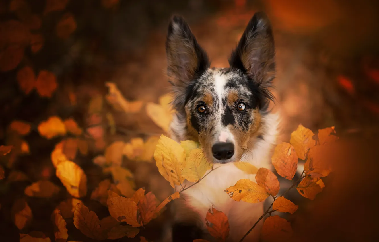 Photo wallpaper autumn, leaves, nature, portrait, dog, the border collie