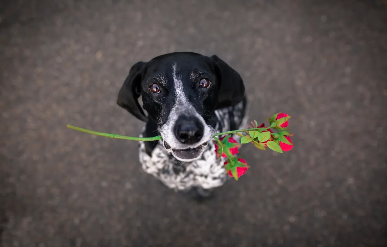Photo wallpaper flower, each, dog