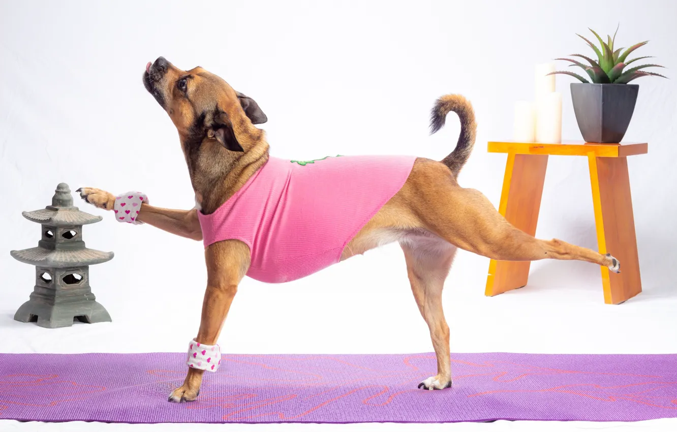 Photo wallpaper dog, paws, t-shirt, ballerina