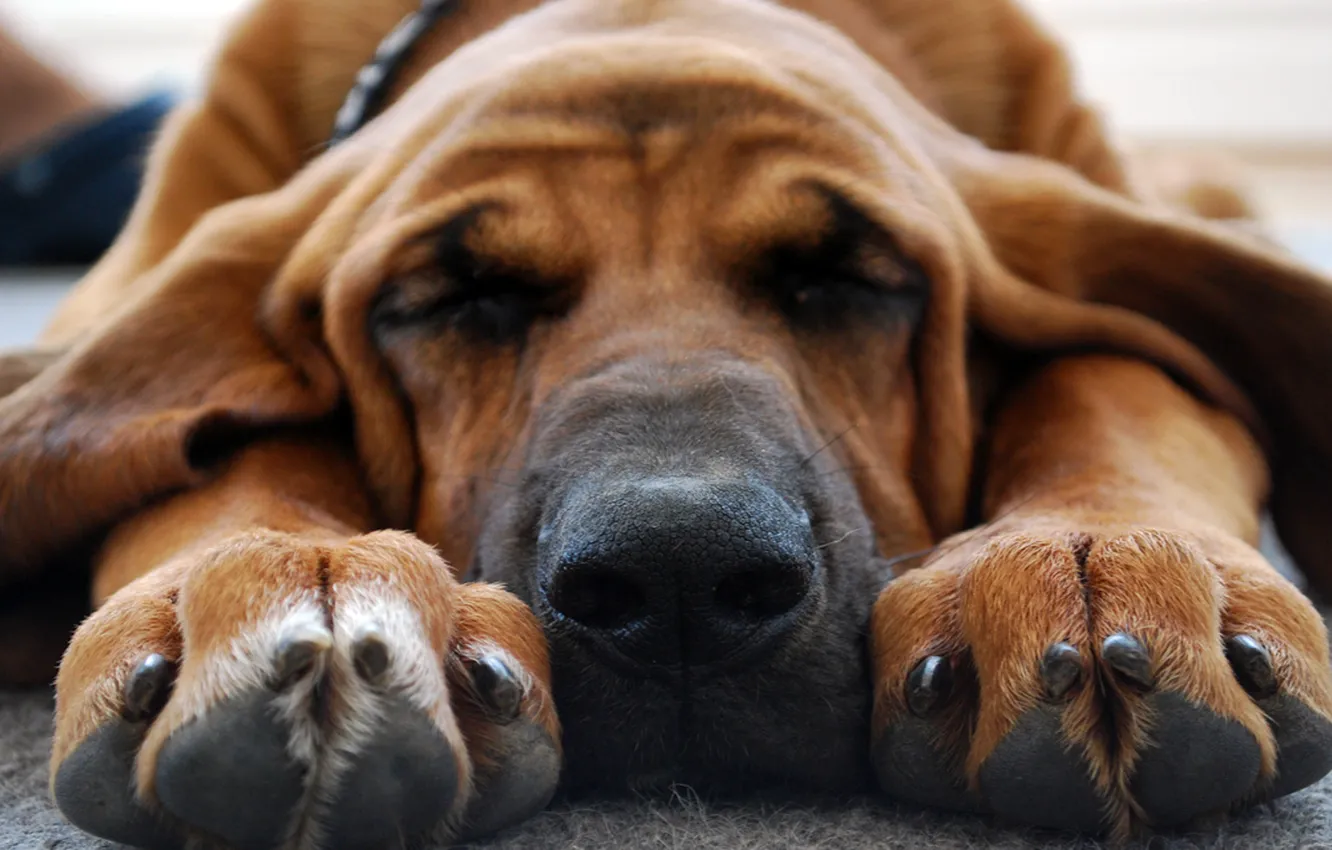 Photo wallpaper face, dog, paws, nose, sleeping