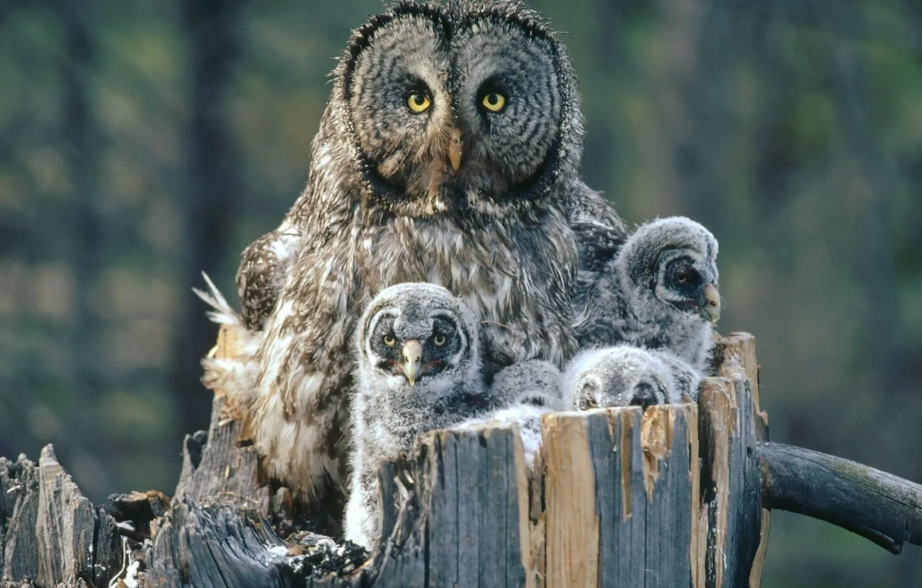 Photo wallpaper owl, bird, owls