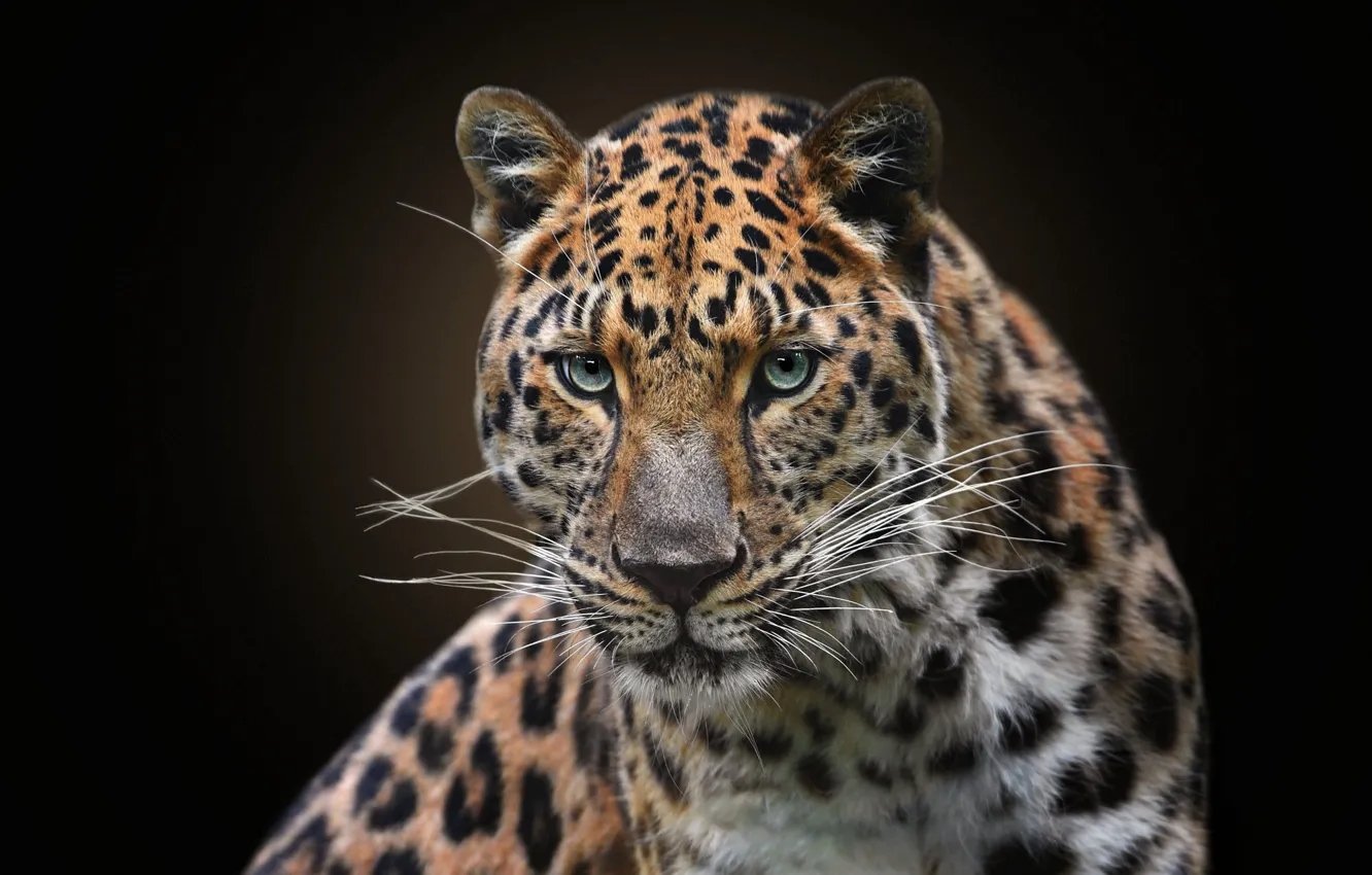 Photo wallpaper leopard, portrait, mustache, the dark background, look, face, wild cat