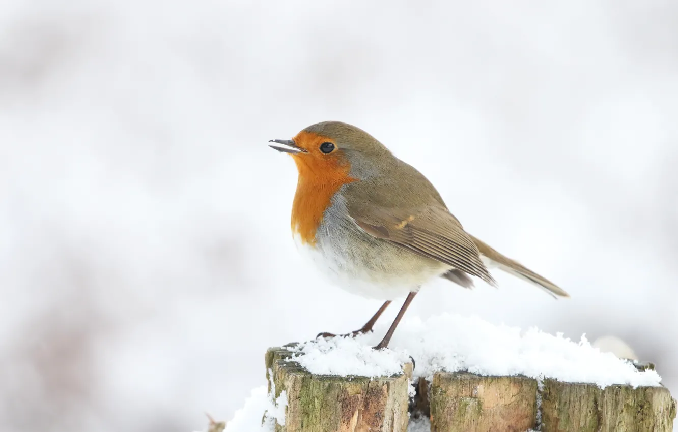 Photo wallpaper winter, snow, bird, stump, white background, Robin