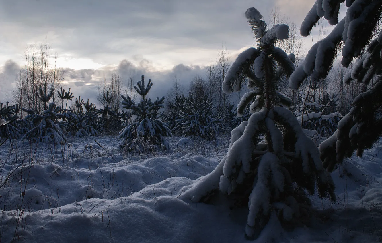 Photo wallpaper winter, snow, landscape, nature, fog, Christmas trees, trees, Alexey Platonov
