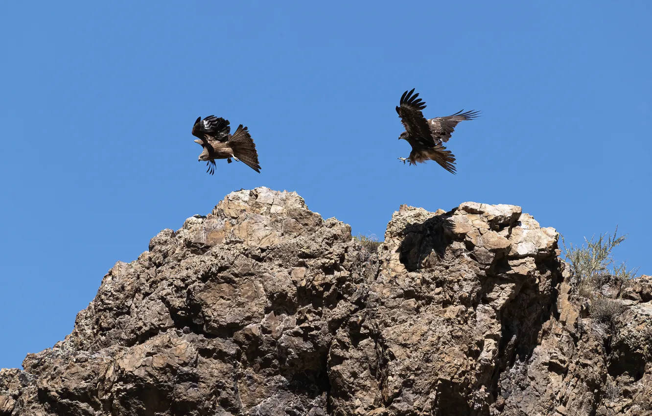 Photo wallpaper flight, rocks, eagle, blue sky, bird of prey, flap, Andreeva Svetlana, Wedge-tailed eagle