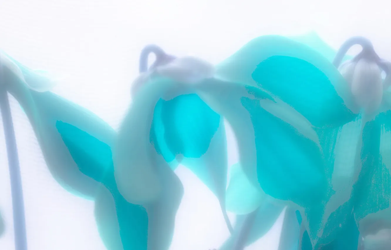 Photo wallpaper flowers, nature, plant, petals, blur