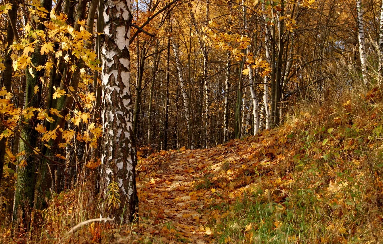 Photo wallpaper autumn, leaves, trees