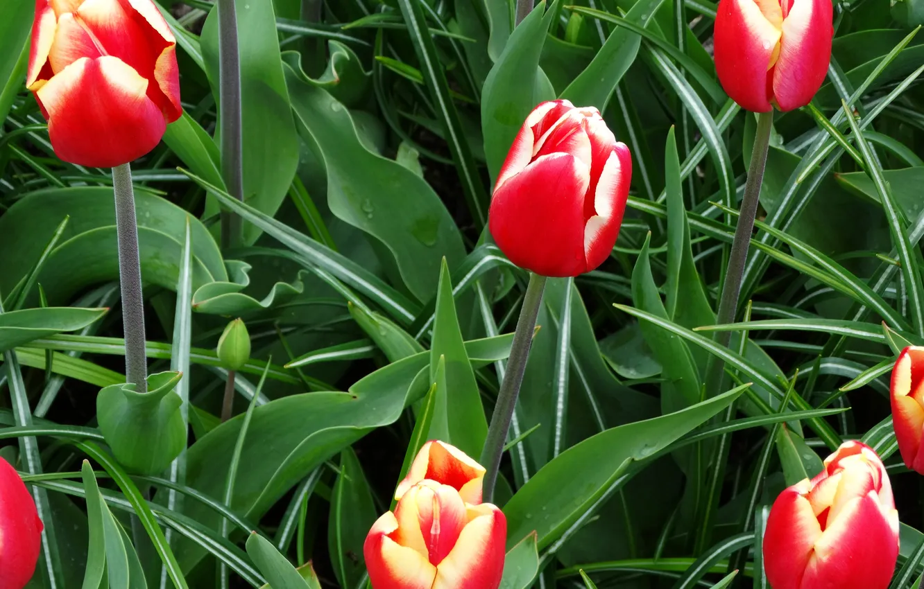 Photo wallpaper greens, leaves, tulips, red, buds