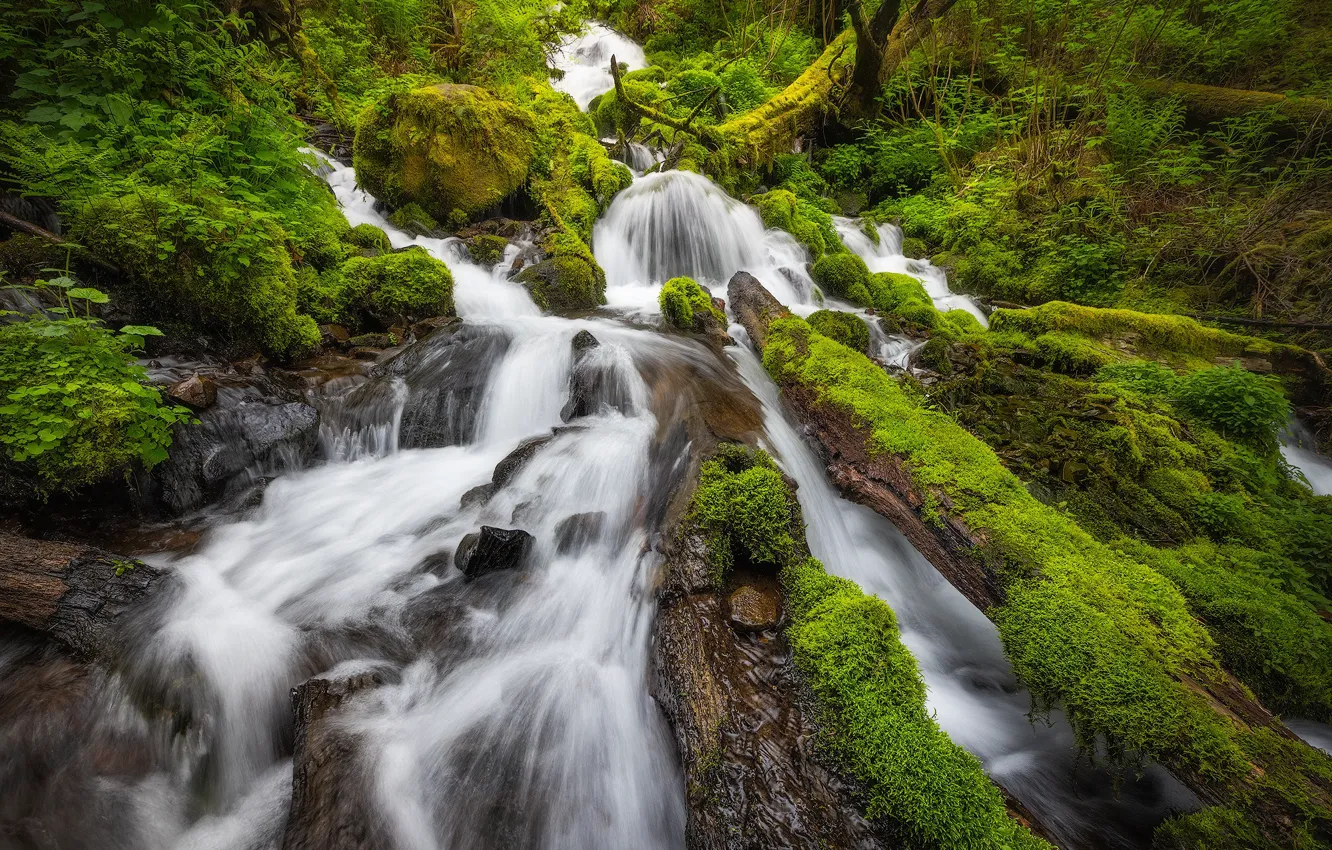 Photo wallpaper forest, waterfall, moss, cascade, Columbia River Gorge, the Columbia river gorge