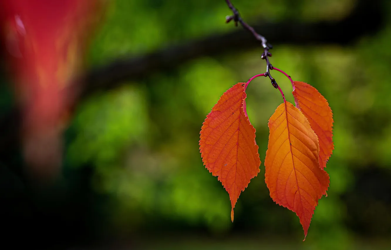 Photo wallpaper autumn, leaves, background, cherry