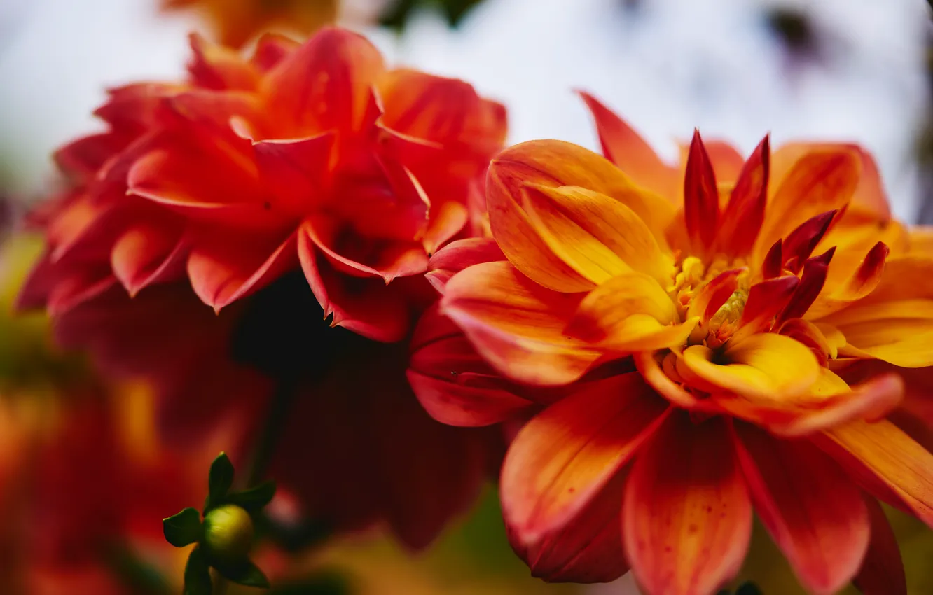 Photo wallpaper macro, flowers, background, blur, petals, fire, dahlias, orange-red