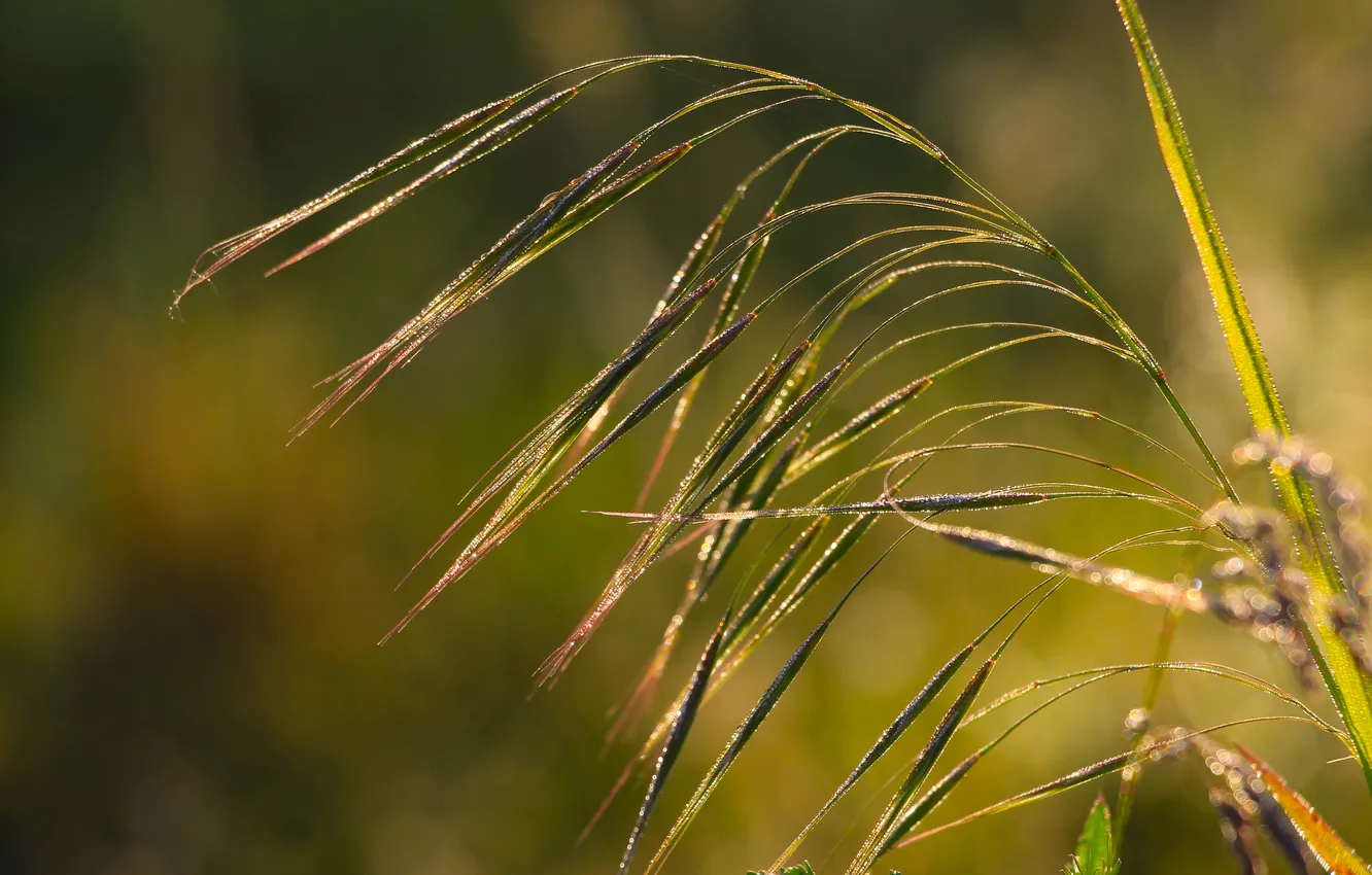 Photo wallpaper grass, plant, blades
