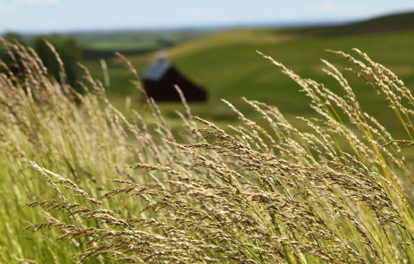 Photo wallpaper grass, wind, barn, farmland
