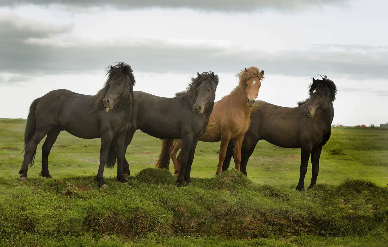 Photo wallpaper greens, field, language, summer, the sky, grass, face, clouds