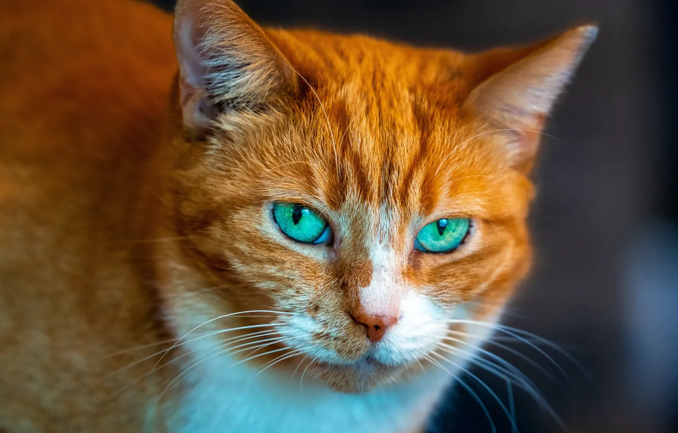 Photo wallpaper cat, cat, look, portrait, red, muzzle, green eyes, cat