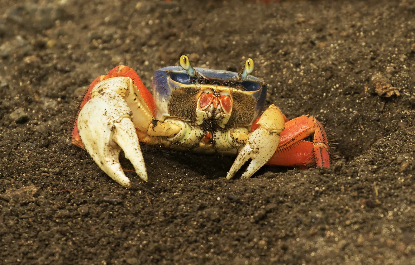 Photo wallpaper sand, orange, shore, crab