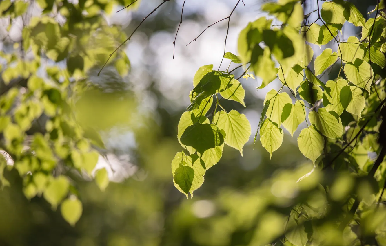 Photo wallpaper the sun, trees, green, Park, foliage, spring, the evening, bright