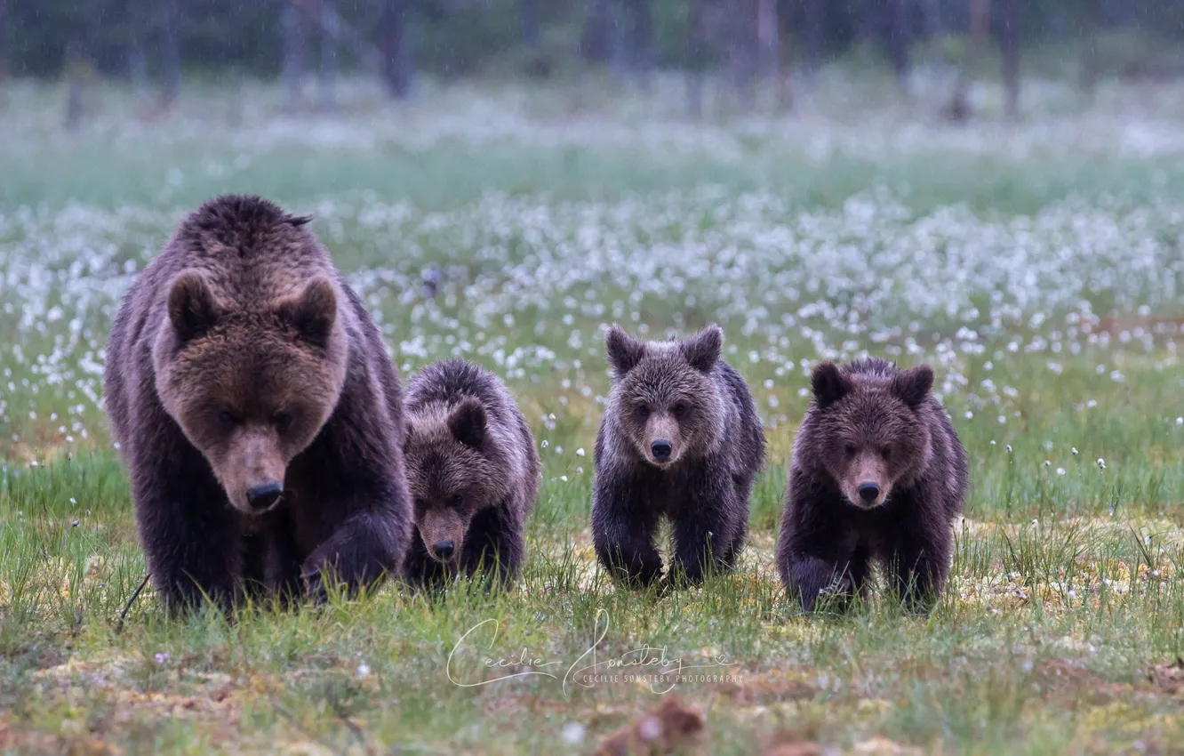 Photo wallpaper bears, family, bear