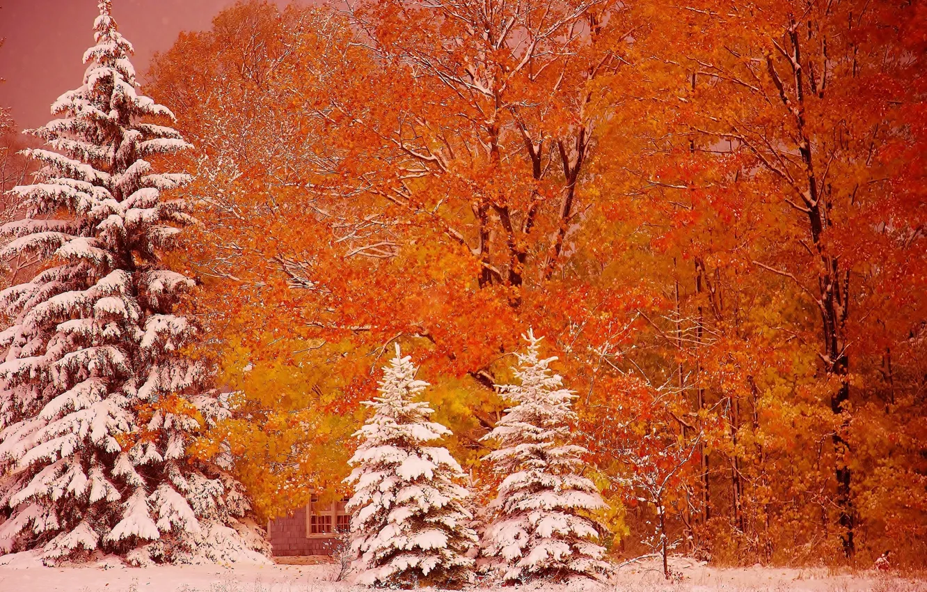 Photo wallpaper autumn, snow, trees, ate, Michigan, Michigan, Munising, Munising