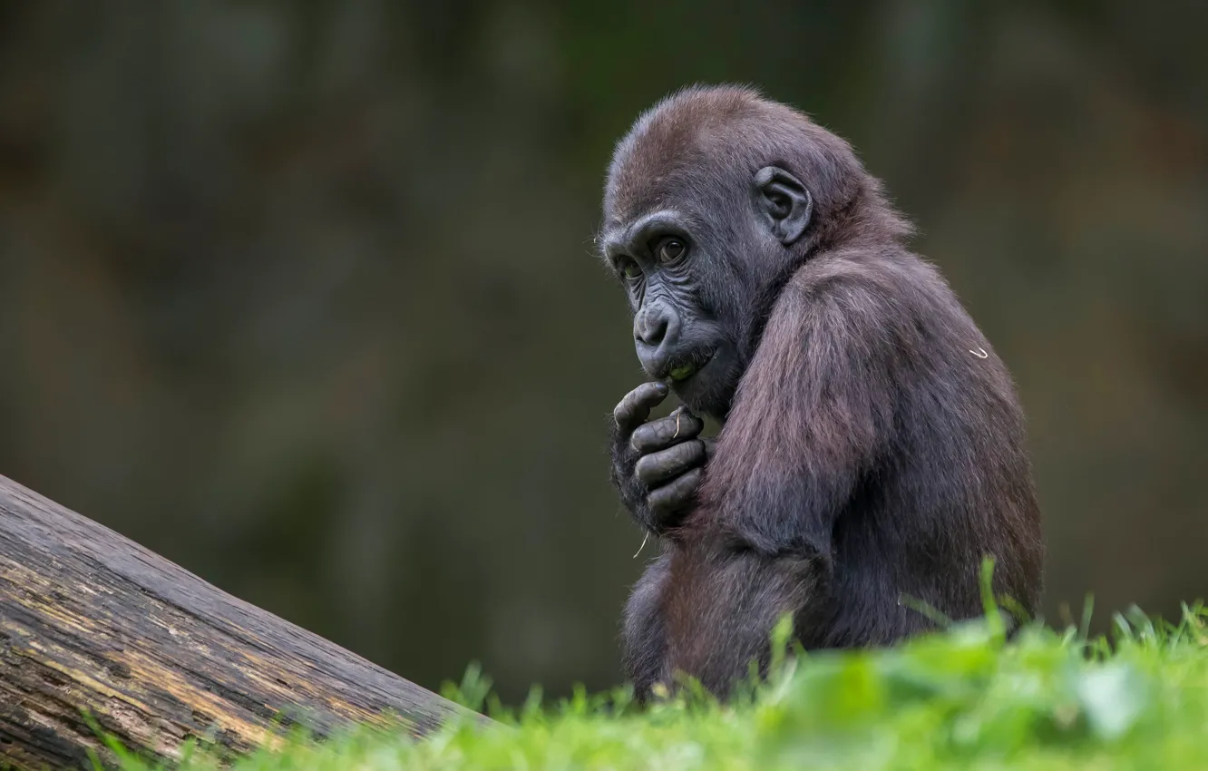 Photo wallpaper look, nature, pose, background, portrait, paws, monkey, gorilla