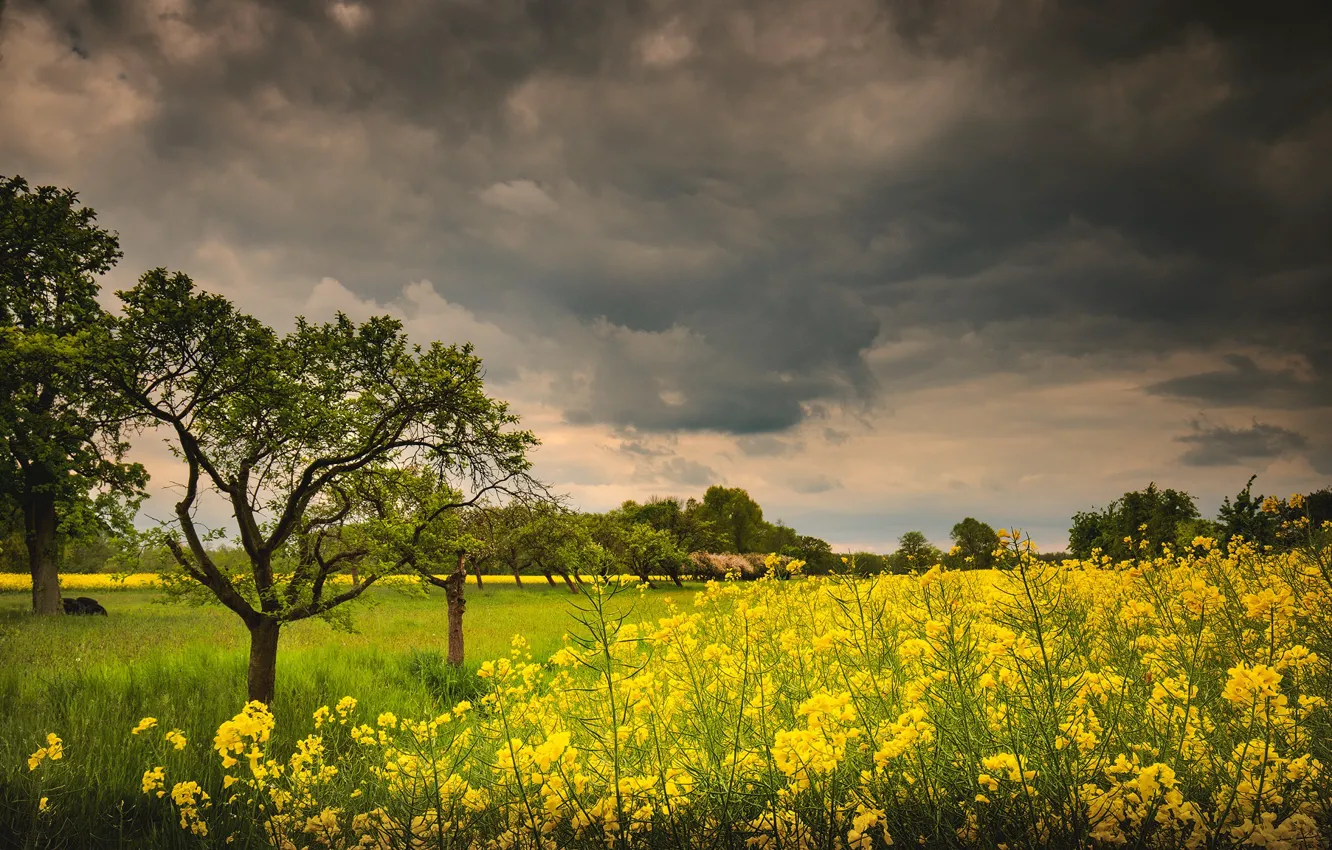 Photo wallpaper field, the sky, clouds, trees, flowers, branches, yellow, clouds