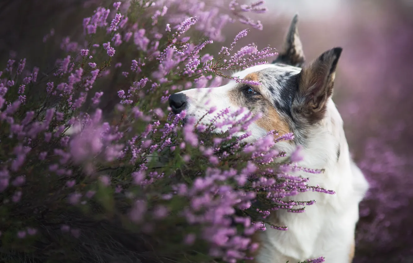 Photo wallpaper look, face, flowers, nature, portrait, dog, profile, pink