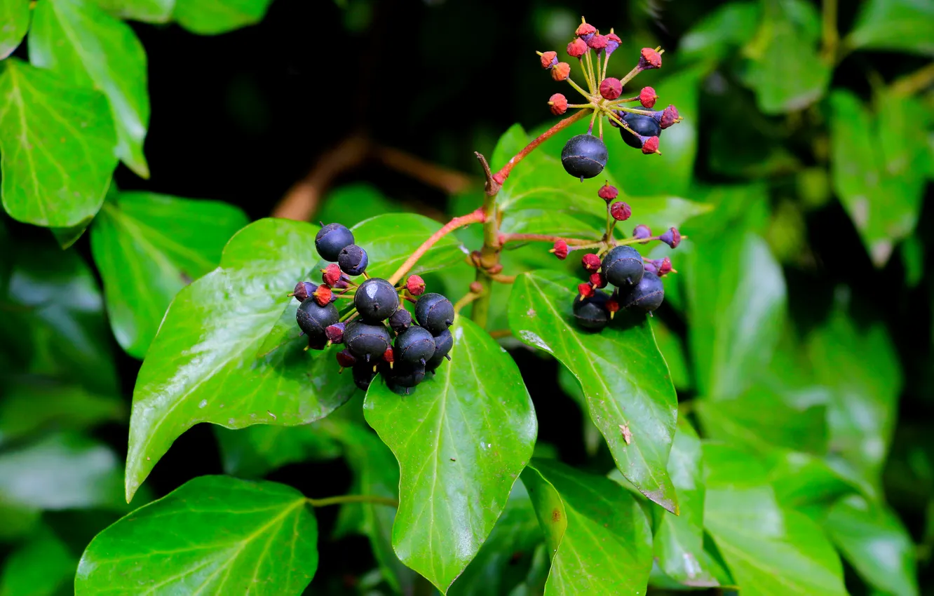 Photo wallpaper spring, leaf, plant