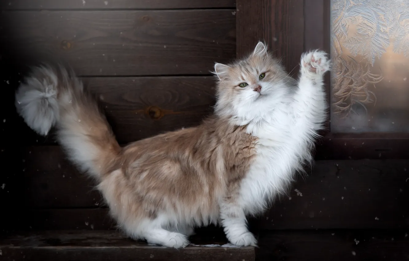Photo wallpaper cat, cat, fluffy, foot, greeting, cat, Norwegian forest cat, Svetlana Pisareva