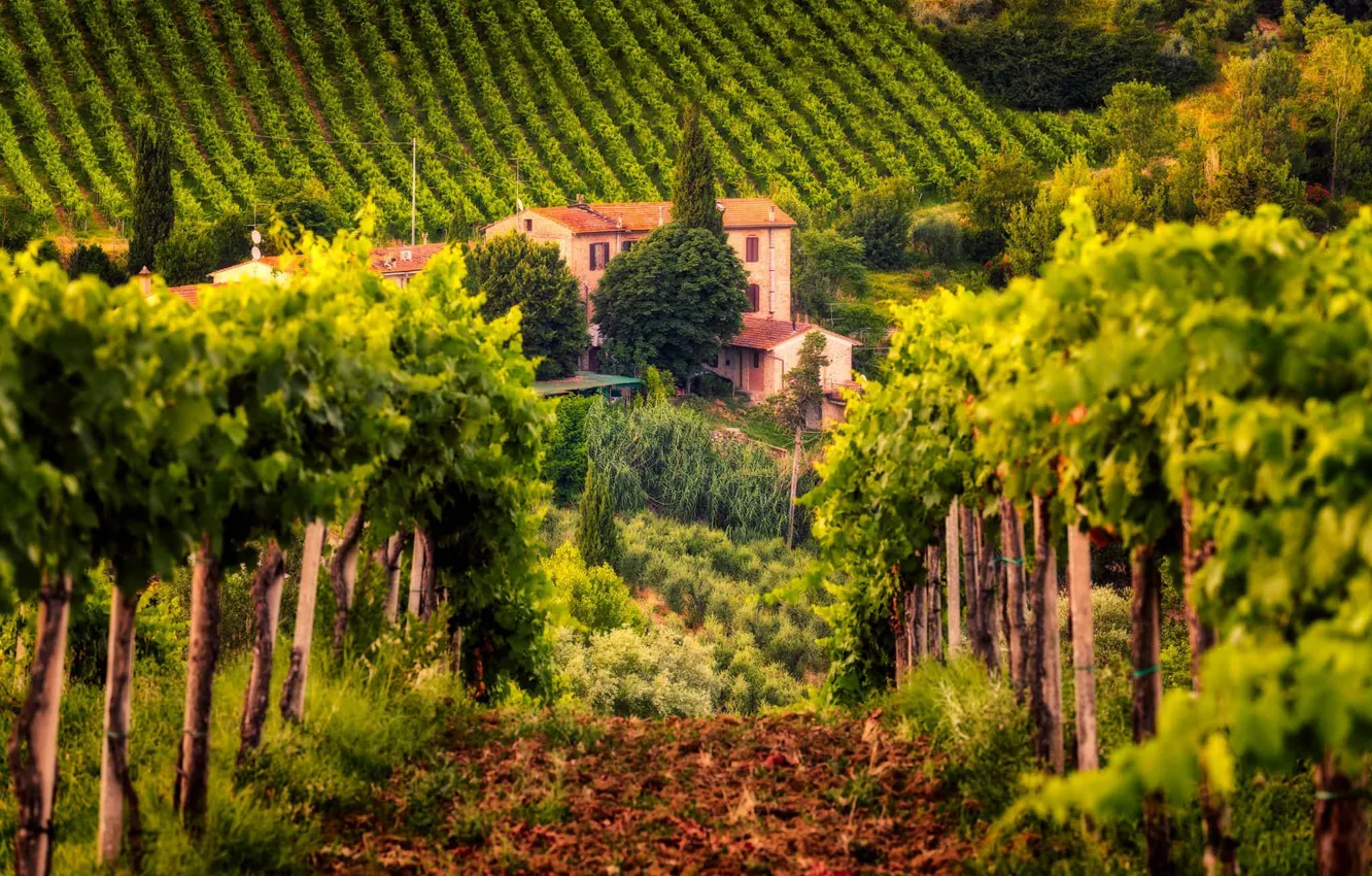 Photo wallpaper house, Italy, vineyard, Tuscany