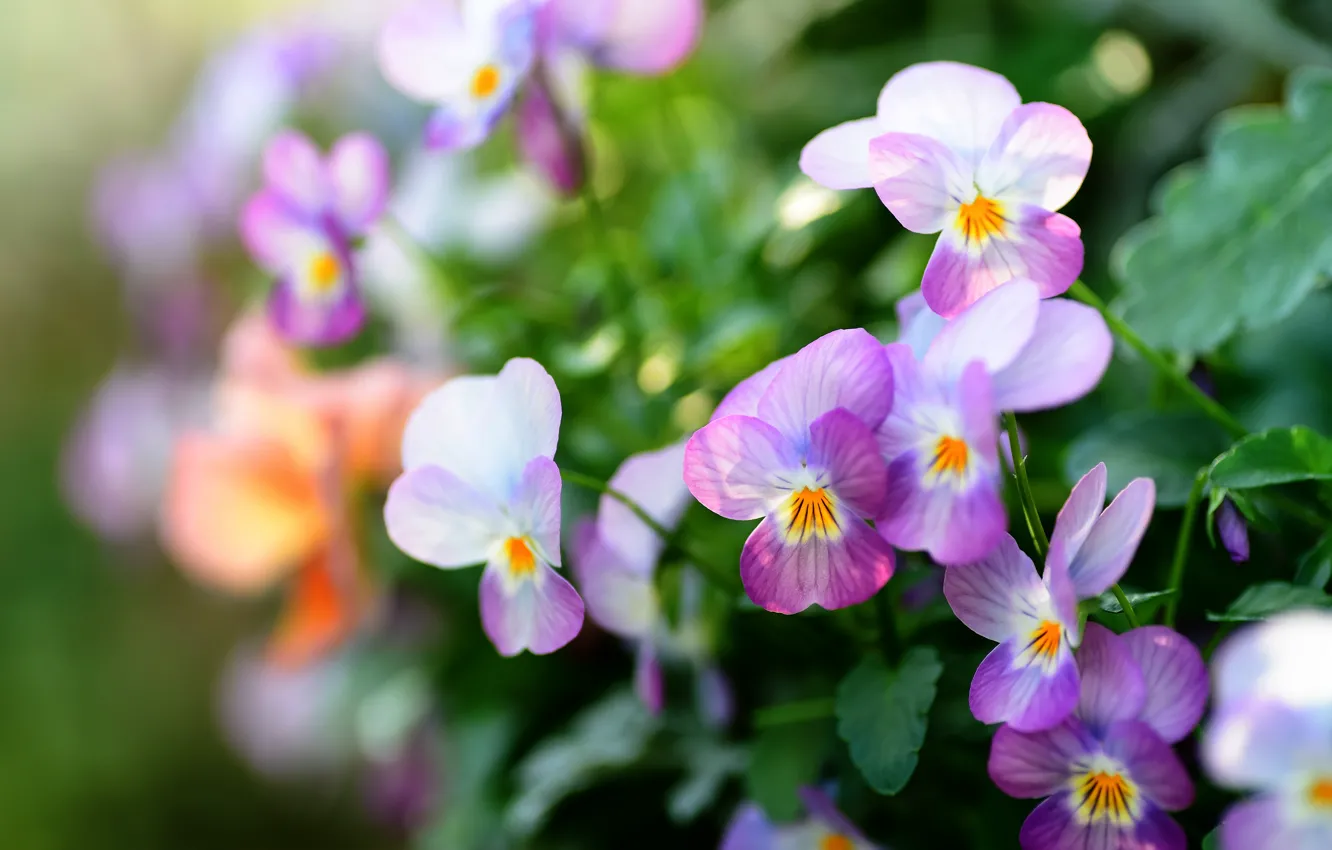 Photo wallpaper flowers, blur, pink, Pansy, lilac, bokeh, violet, viola
