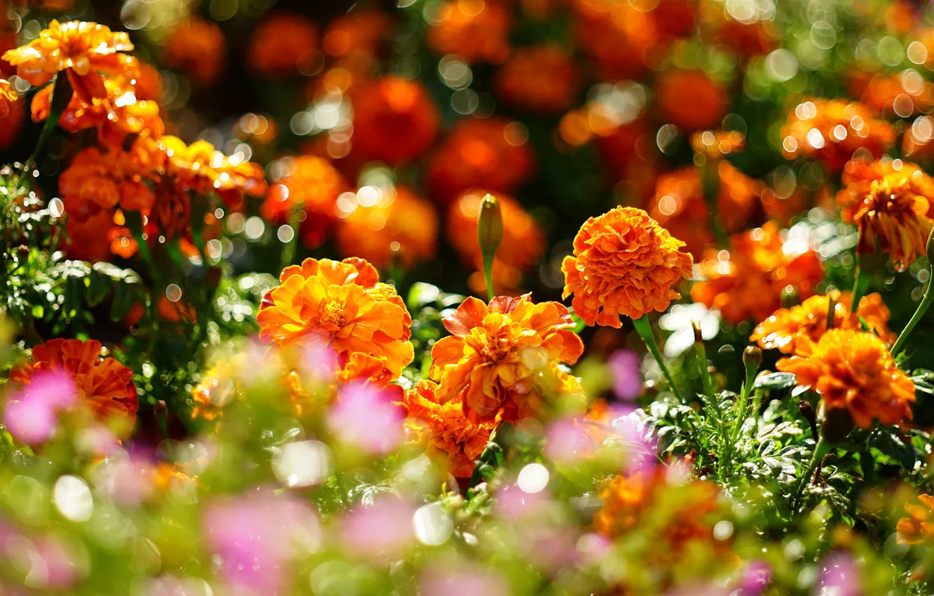 Photo wallpaper light, flowers, orange, glare, bright, garden, flowerbed, bokeh