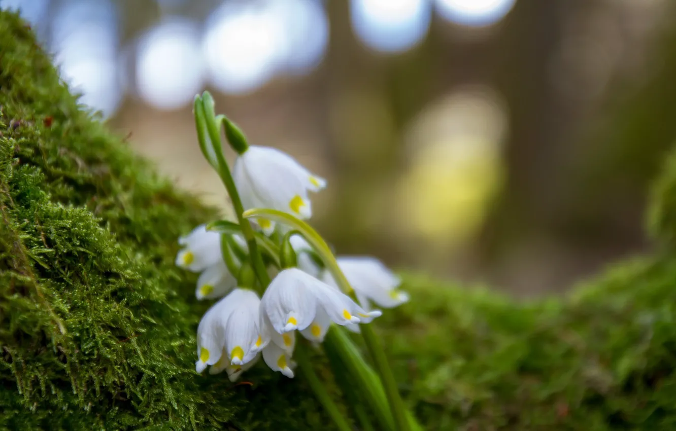 Photo wallpaper flowers, moss, spring, lilies of the valley