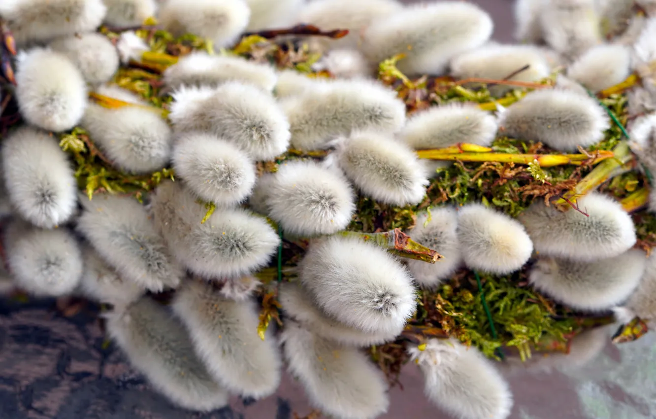 Photo wallpaper branches, nature, moss, bouquet, spring, fluffy, flowering, kidney