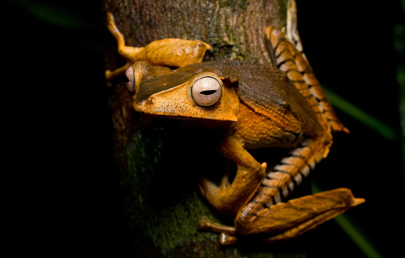 Photo wallpaper eyes, macro, trees, strips, orange, animal, bright, frog