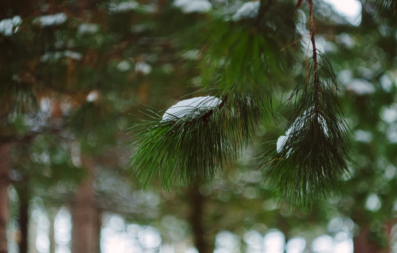 Photo wallpaper cold, winter, snow, Park, branch, spruce