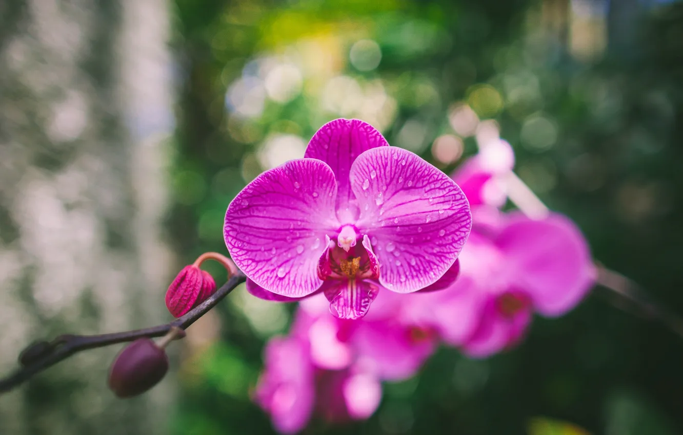 Photo wallpaper flowers, petals, Orchid