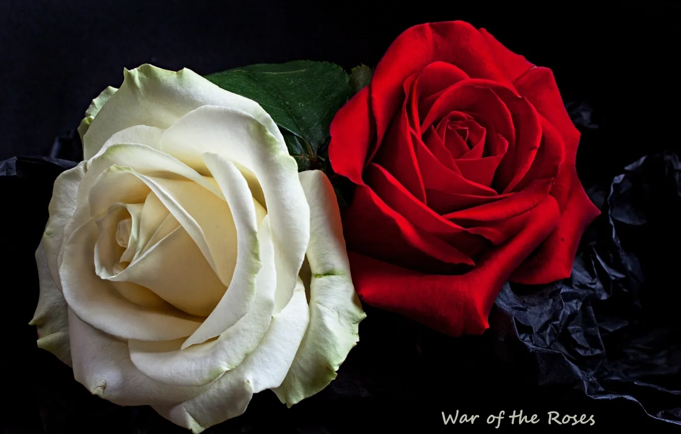 Photo wallpaper roses, petals, buds
