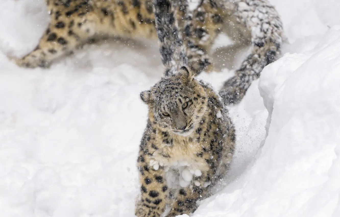 Photo wallpaper winter, snow, movement, jump, the game, predator, baby, running