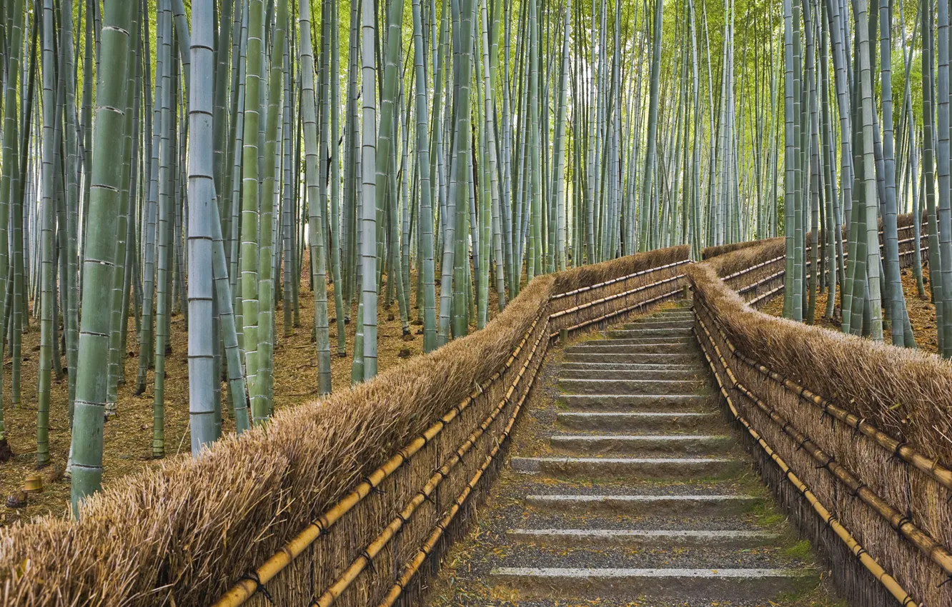 Photo wallpaper fence, bamboo, Japan, Kyoto, path