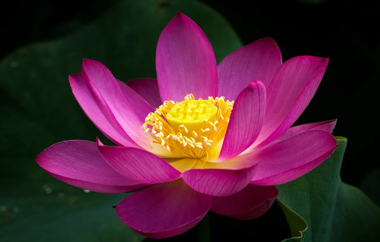 Photo wallpaper flowers, pond, Lotus, pink