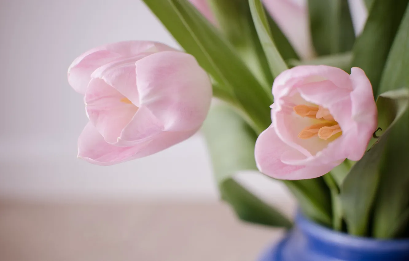 Photo wallpaper flowers, bouquet, tulips, vase, pink