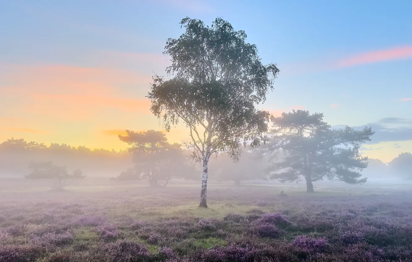 Photo wallpaper field, trees, fog, morning, birch, Heather